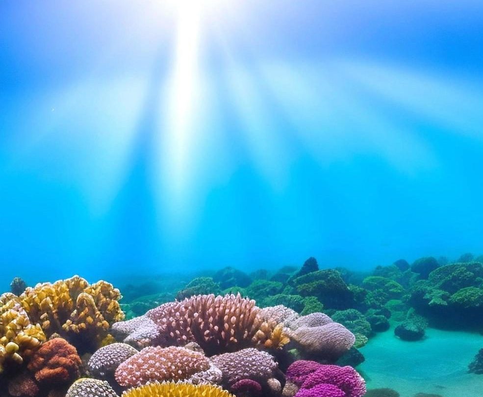 Fessenden Summer Camps underwater coral reef scene